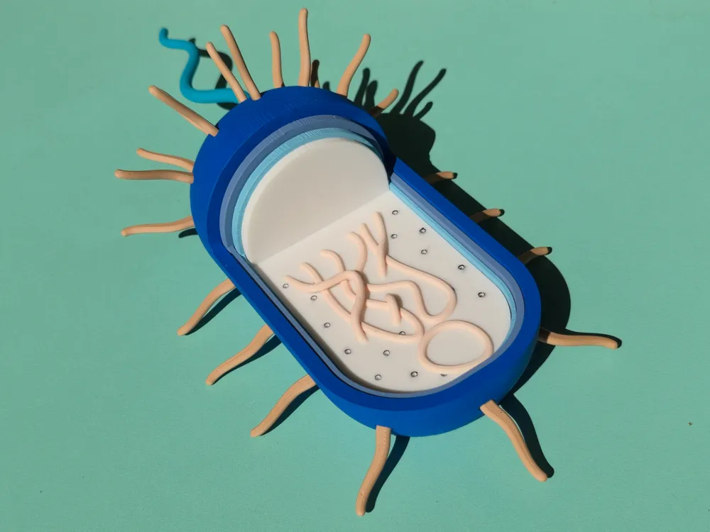 Prokaryotic Cell