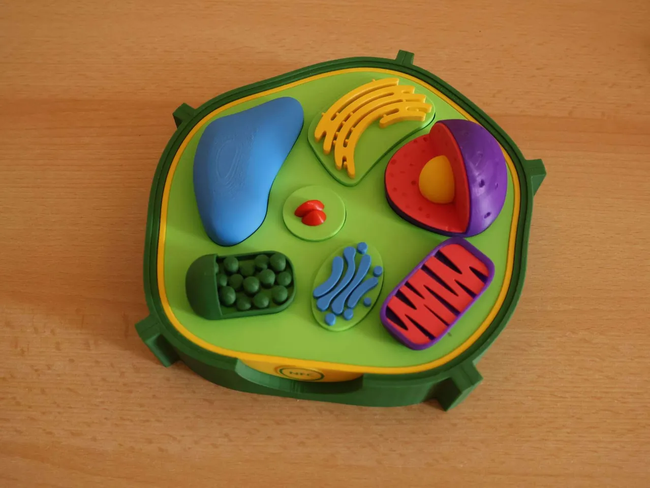 Plant Cell
